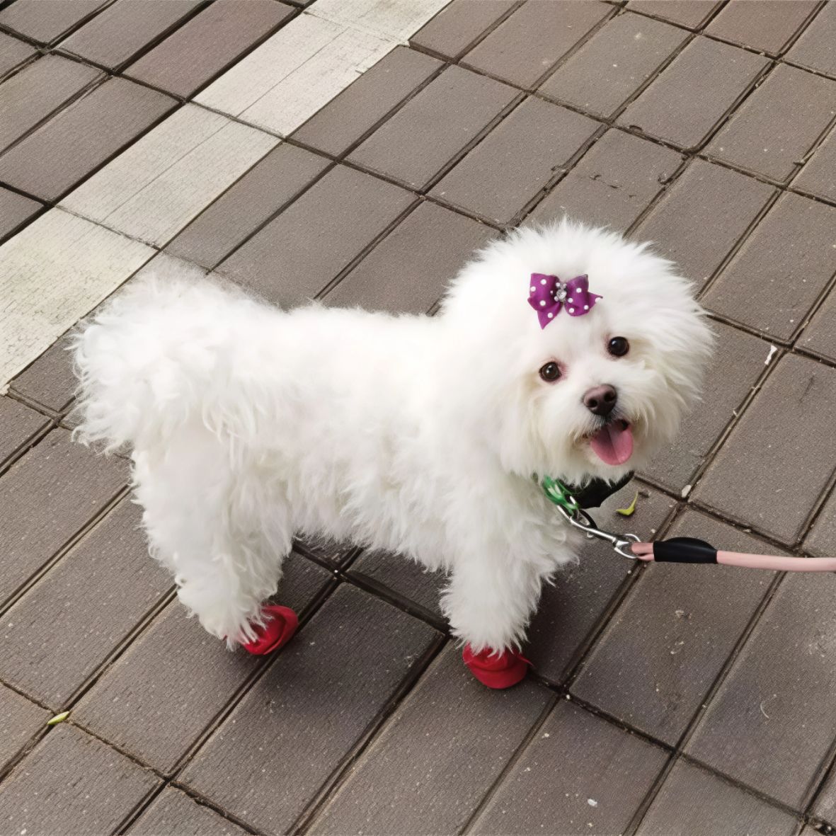Chausson pour chien | Botte Mittens
