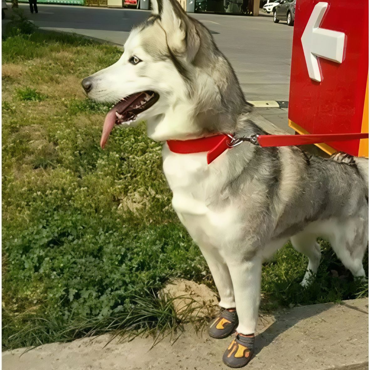 Chaussures pour chien | Truelove