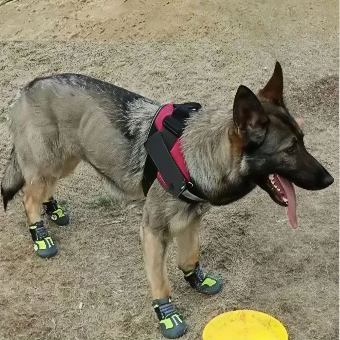Chaussures pour chien | Truelove