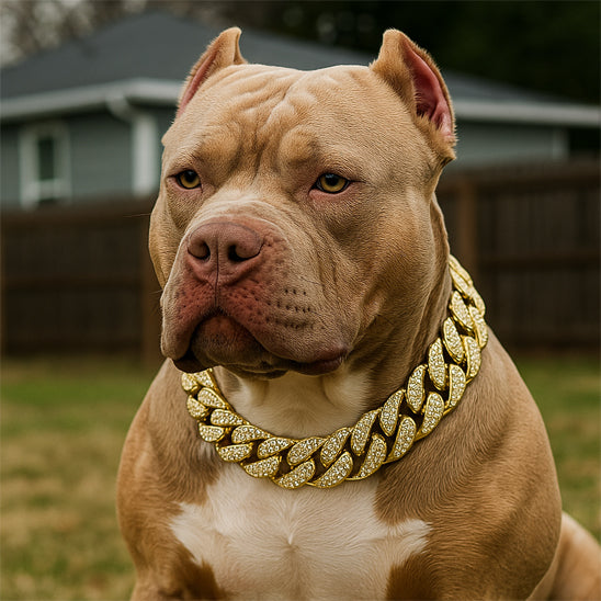 COLLIER CHIEN | CHAÎNE INCRUSTÉE DE DIAMANTS