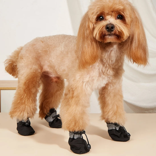 Chaussures chien | Bottes imperméables