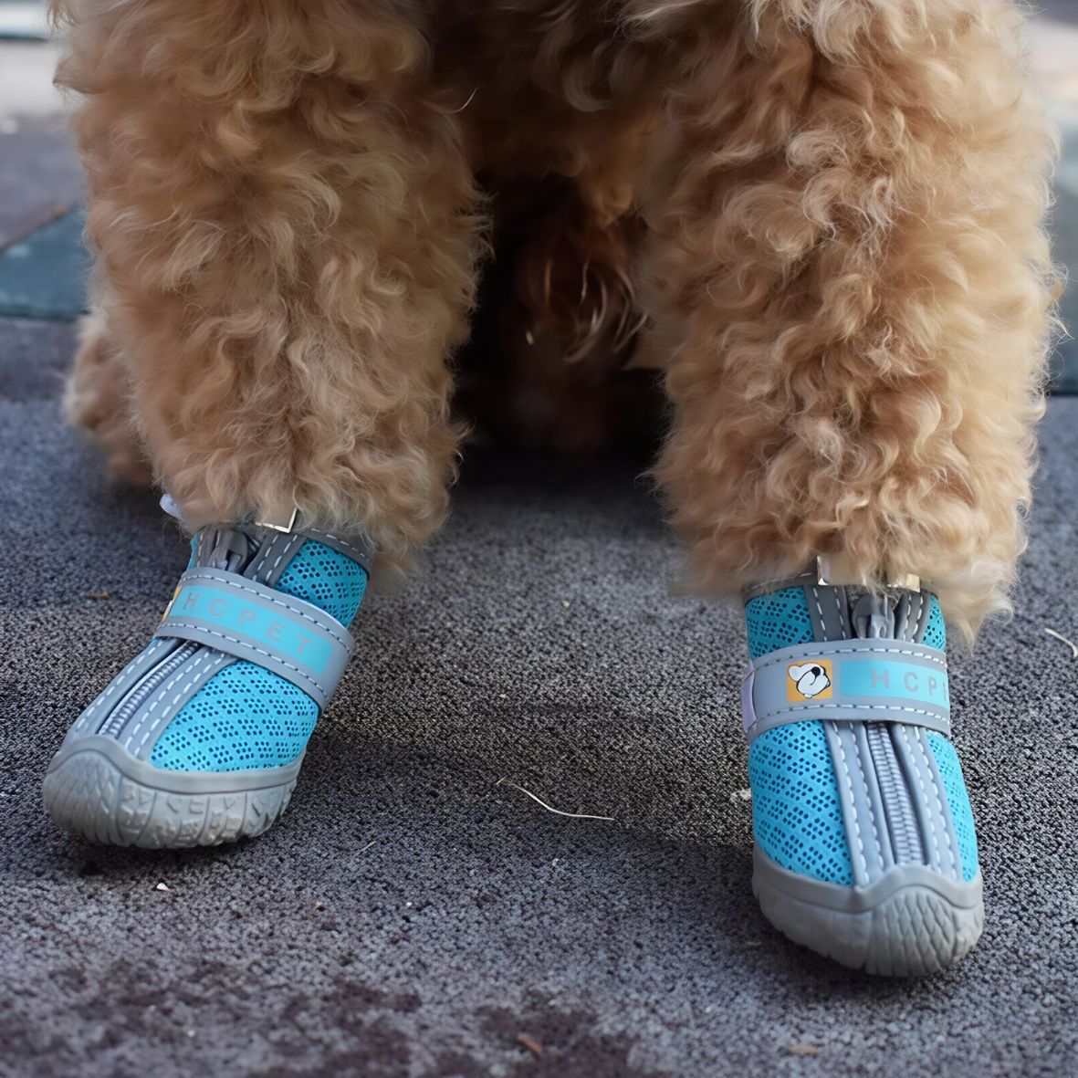 Chaussures pour chien | Escalade chaussons