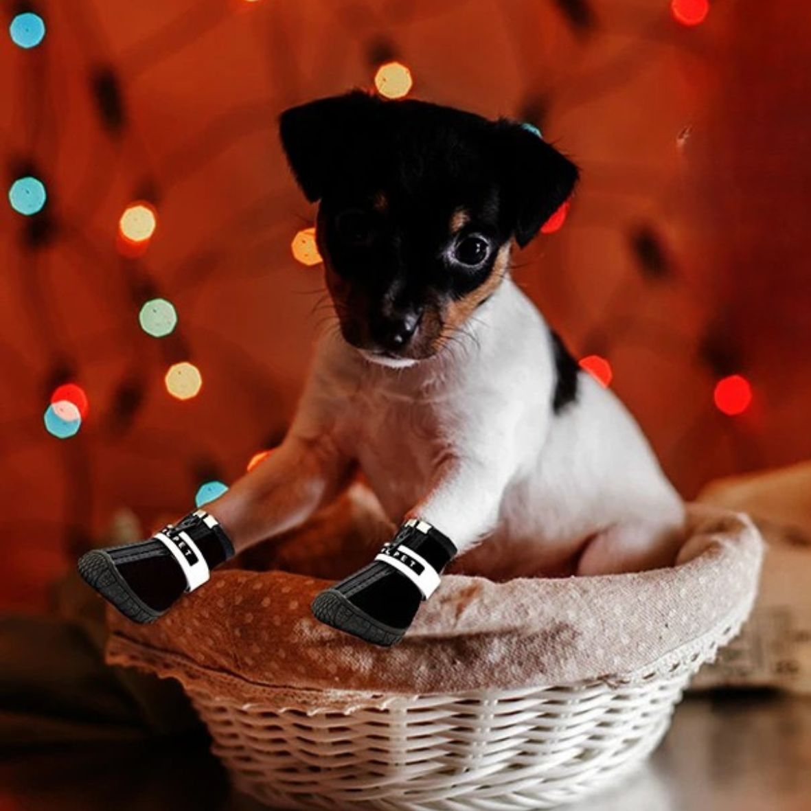 Chaussures pour chien | Escalade chaussons