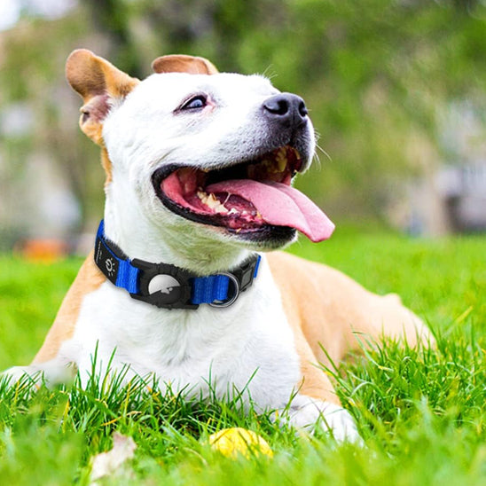 COLLIER GPS CHIEN | AIRTAG LED™