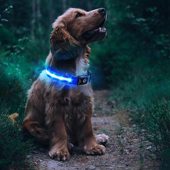 COLLIER GPS CHIEN | AIRTAG LED™