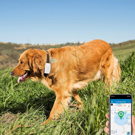 Collier GPS chien Tracker TK911 pour surveillance continue