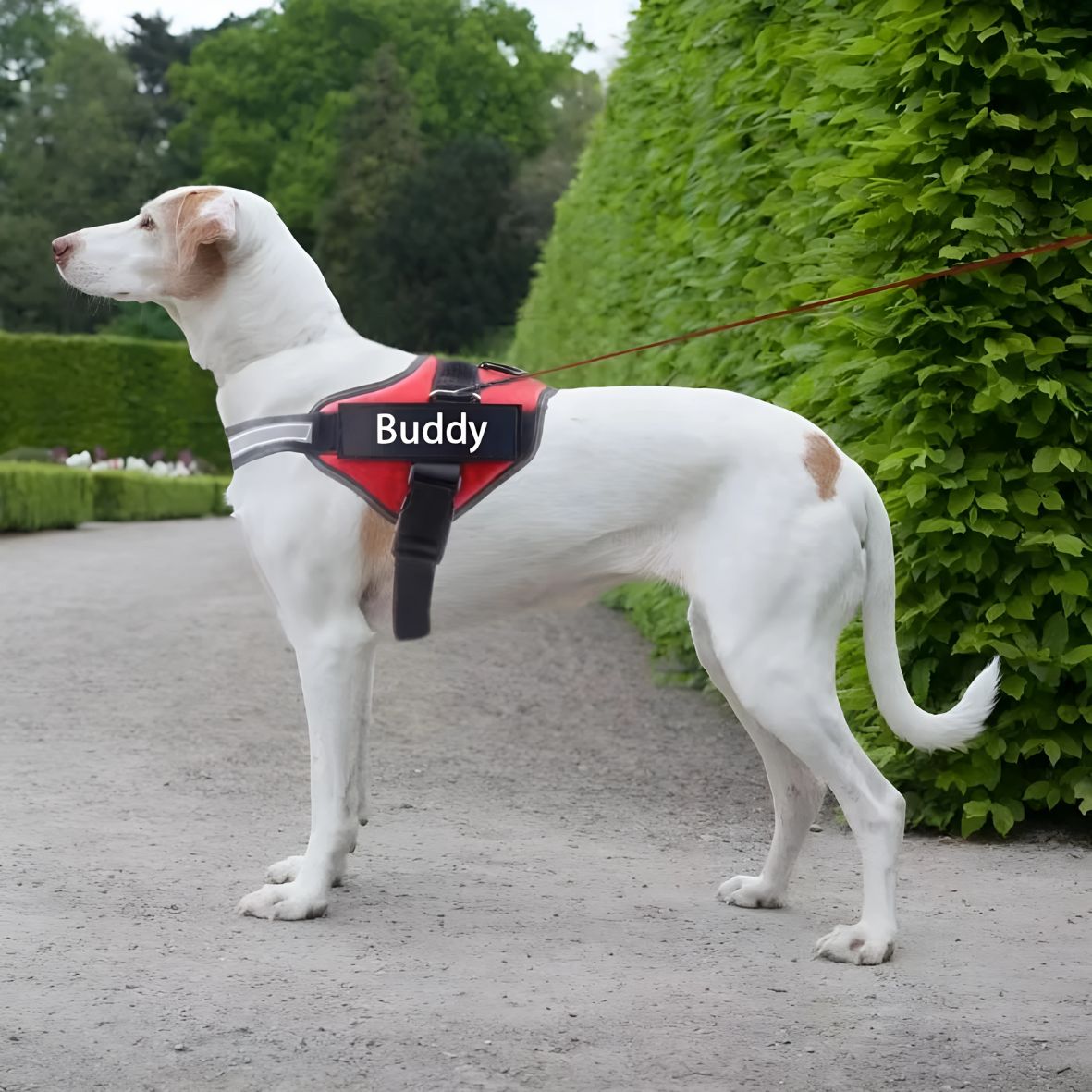 HARNAIS CHIEN DE SERVICE | SERVIDOG
