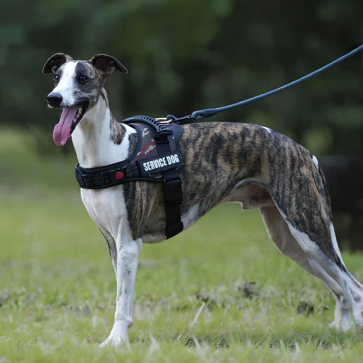 Harnais pour chien de service | Servidog™