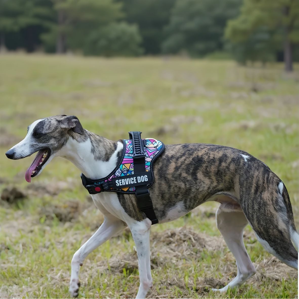 Harnais pour chien de service | Servidog™