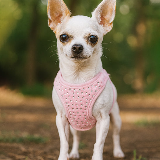 Harnais pour petit chien | Gilet avec petit diamants