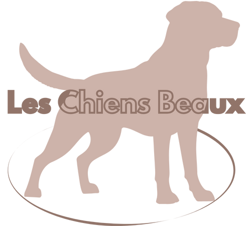 Les chiens beaux