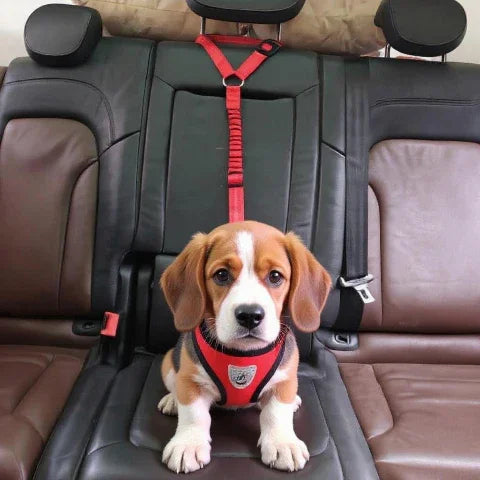 beagle attache dans une voiture avec la laisse chien ceinture 2 en 1