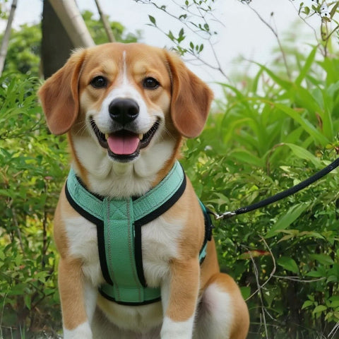 beagle qui porte le harnais chien avec poignee SFP vert pratique