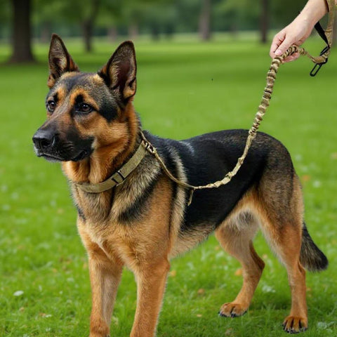 berger allemand qui porte la laisse de chien tactique
