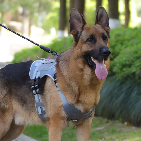 berger allemand qui porte le harnais tactique chien gris de bonne qualite