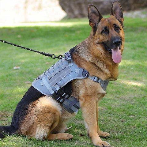 berger allemand qui porte le harnais tactique chien gris robuste