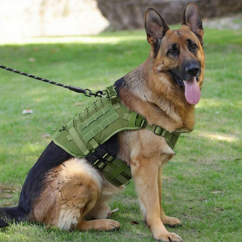 berger allemand qui porte le harnais tactique chien vert arme indispensable