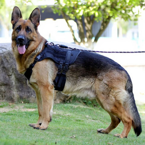 berger allemand qui porte le harnais tactique chien
