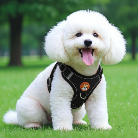 bichon frise qui porte le harnais petit chien Gilet sans traction noir