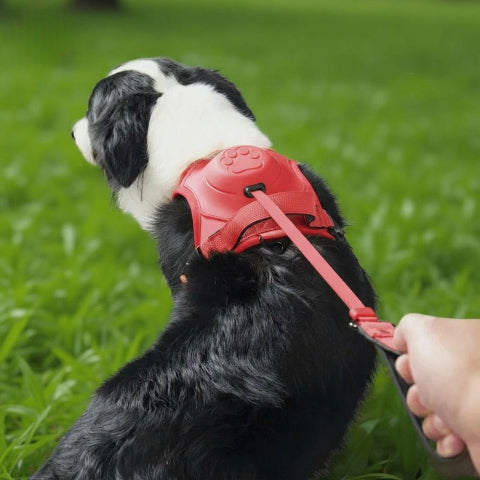 border collie qui porte le harnais anti traction chien tout-en un rouge