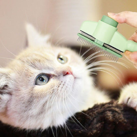 brosse anti poils beau