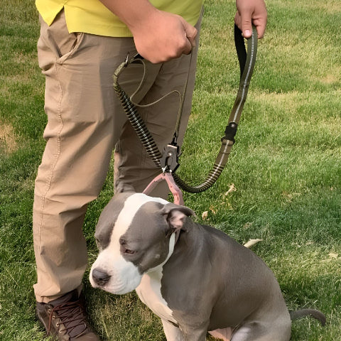 bulldog qui porte la laisse chien tactique noire avec son proprietaire dans un parc