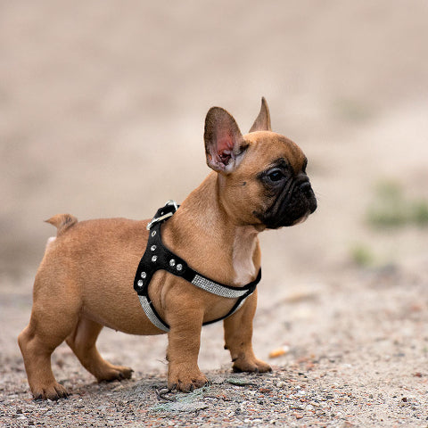 bulldog qui porte le harnais pour chien en cuir suede souple SFP noir robuste