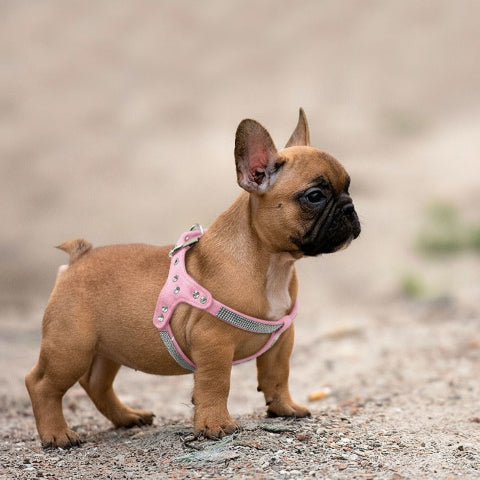 bulldog qui porte le harnais pour chien en cuir suede souple SFP rose durable