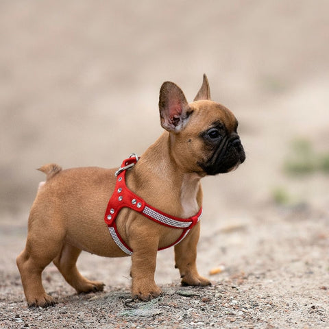 bulldog qui porte le harnais pour chien en cuir suede souple SFP rouge pratique