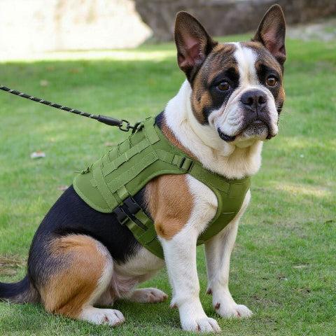 bulldog qui porte le harnais tactique chien vert arme essentiel