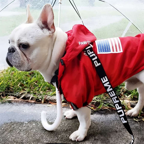 bulldog qui porte le manteau pour chien the dog face rouge tres joli