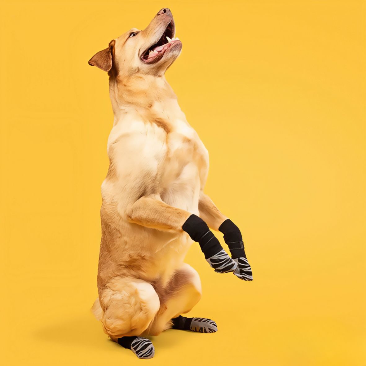 Chaussette pour chien avec sangles