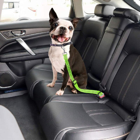chien qui porte la laisse chien ceinture de securite verte