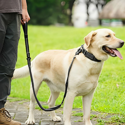 chien qui porte la laisse chien tactique noire avec son proprietaire