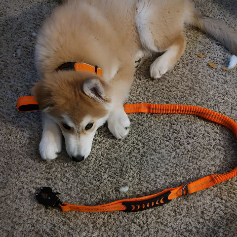 chien qui porte la laisse chien tactique orange durable