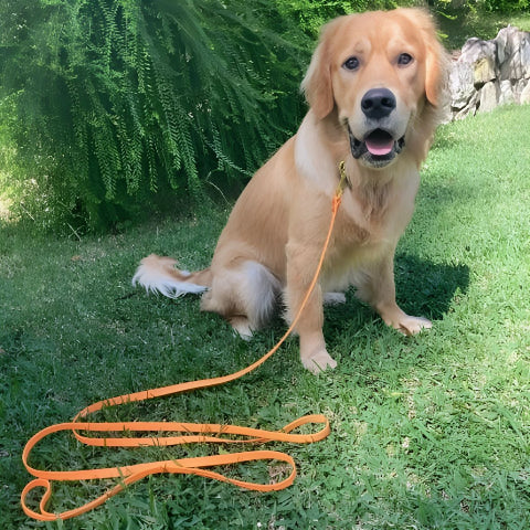 golden retriever qui porte la laisse pour chien de dressage etanche en pvc orange de bonne qualite