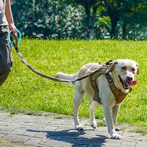 chien qui se promene avec son proprietaire en portant la laisse chien tactique