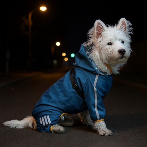 chiot qui porte le manteau pour chien raincoat bleu la nuit