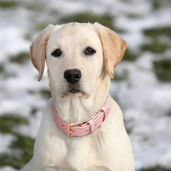 COLLIER CHIEN | CUIR PU - Les chiens beaux