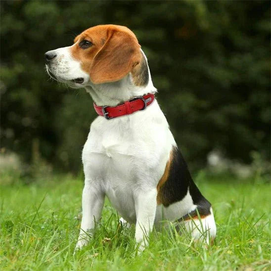 COLLIER CHIEN CUIR REMBOURRĂ SOUPLE | SOFTPAWS - Les chiens beaux