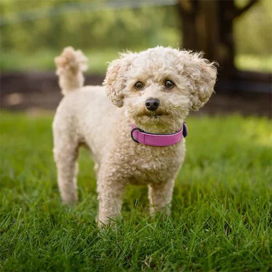 COLLIER CHIEN CUIR REMBOURRĂ SOUPLE | SOFTPAWS - Les chiens beaux