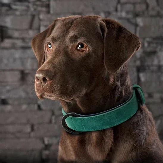 COLLIER CHIEN CUIR REMBOURRĂ SOUPLE | SOFTPAWS - Les chiens beaux