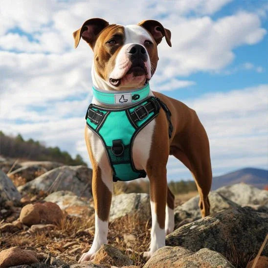 COLLIER CHIEN | NÉOPRÈNE REMBOURRÉ - Les chiens beaux