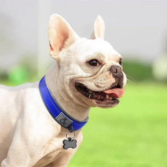 COLLIER CHIEN | NÉOPRÈNE REMBOURRÉ - Les chiens beaux