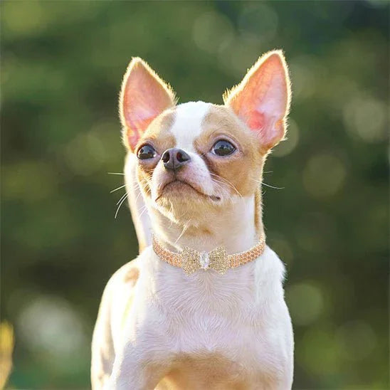 COLLIER CHIEN | NOEUD EN CRISTAL ZIRCON - Les chiens beaux