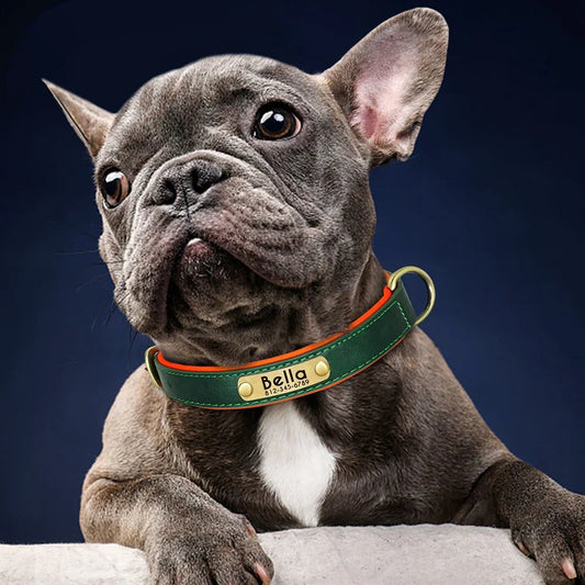 COLLIER CHIEN PERSONNALISĂ | DISTINCTIF - Les chiens beaux