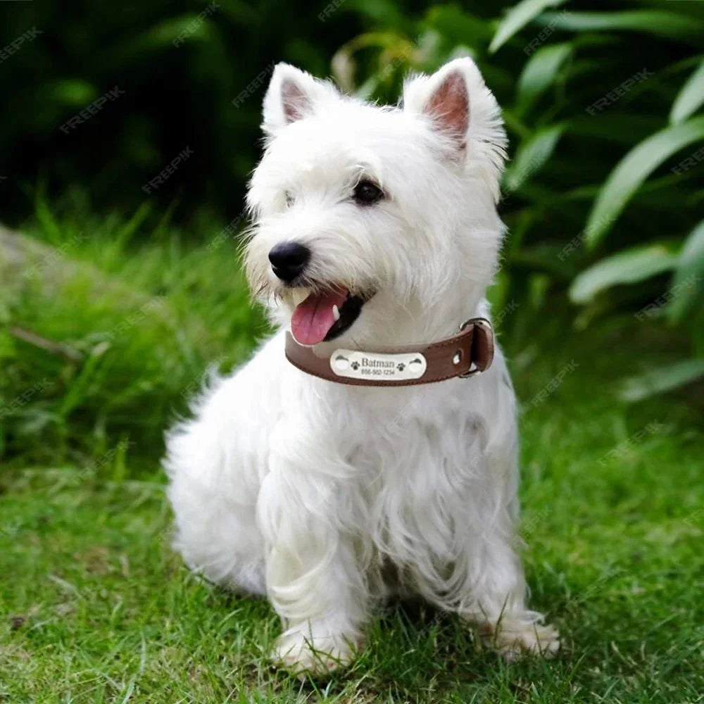COLLIER CHIEN PERSONNALISÉ | DISTINCTIF - Les chiens beaux