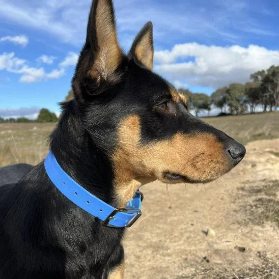 COLLIER CHIEN | TPU POLYURETHANE - Les chiens beaux