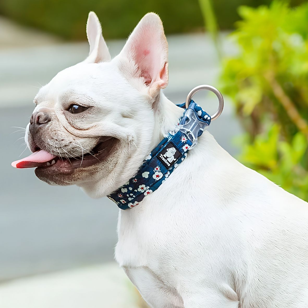 COLLIER CHIEN | TRUELOVE