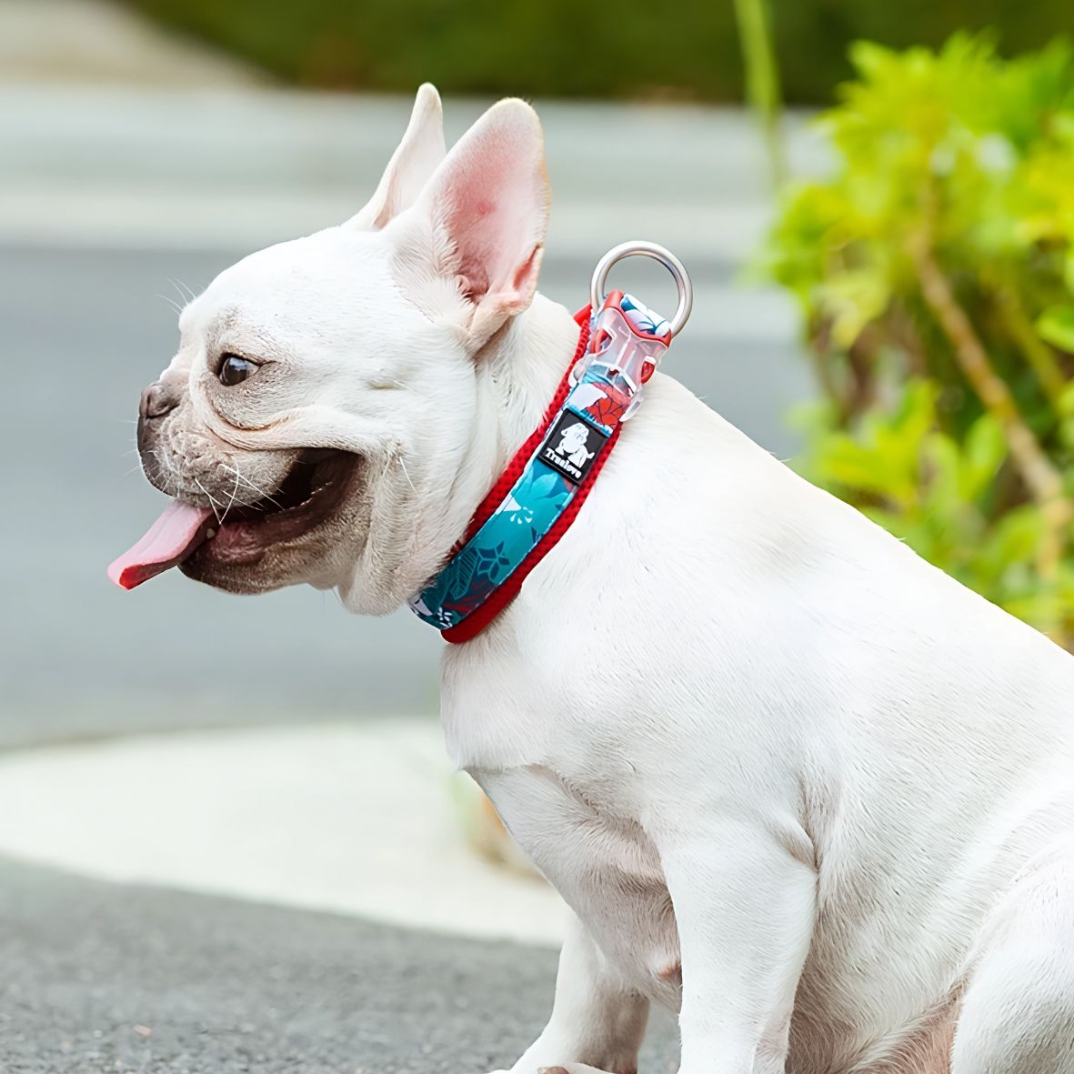 collier chien truelove rouge joli